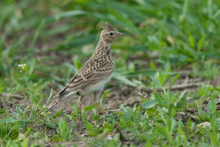 Es ist eine Feldlerche am Boden zu sehen